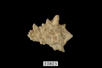 藏品(短拳螺)的圖片